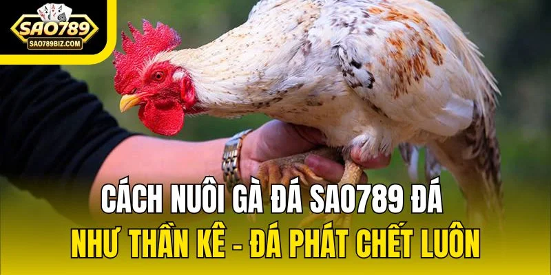 Cách Nuôi Gà Đá