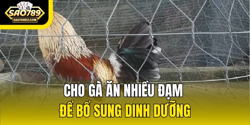 Cho gà ăn nhiều đạm để bổ sung dinh dưỡng