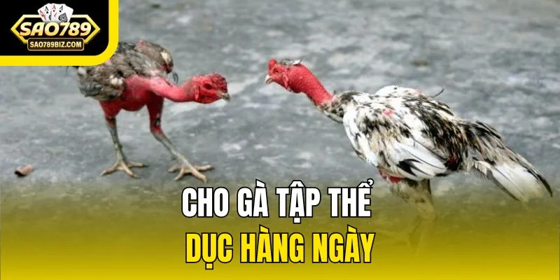 Cho gà tập thể dục hàng ngày