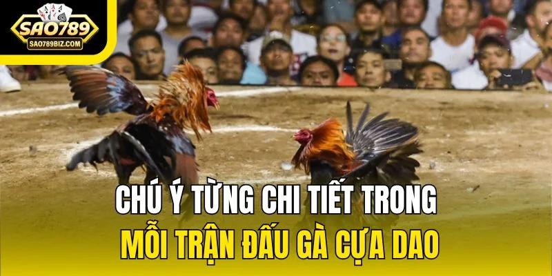 Chú ý từng chi tiết trong mỗi trận đấu gà cựa dao