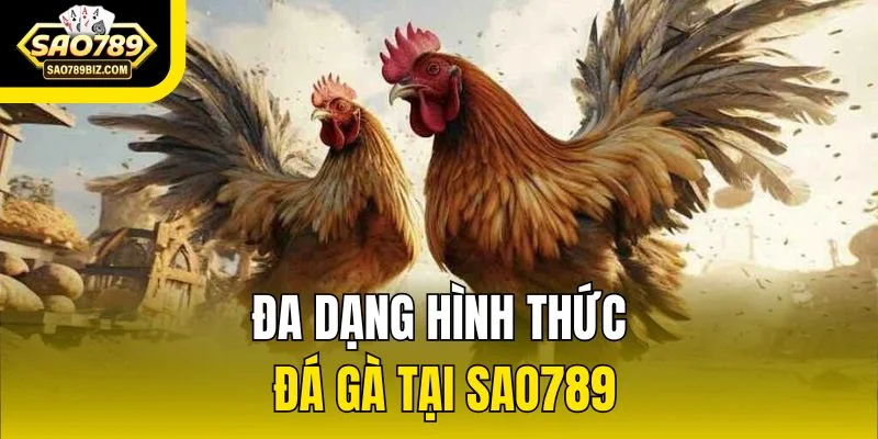 Đa dạng hình thức đá gà tại SAO789