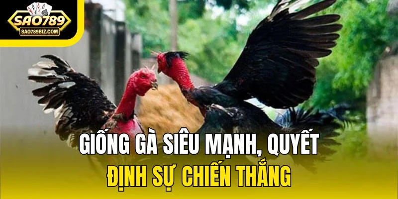 Giống gà siêu mạnh, quyết định sự chiến thắng