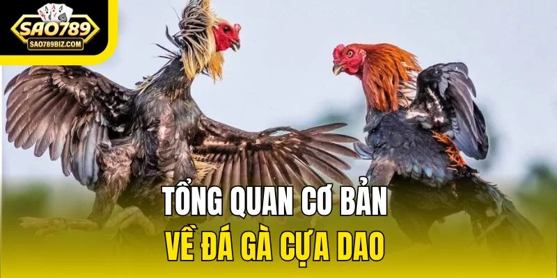 Tổng quan cơ bản về đá gà cựa dao