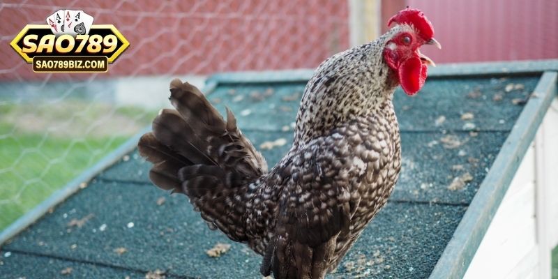 5 điểm quan trọng của việc nắm rõ cách chăm gà đá