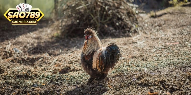 3 yếu tố luyện tập gà đá hiệu quả