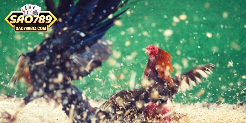 3 yếu tố quan trọng trong vệ sinh gà đá