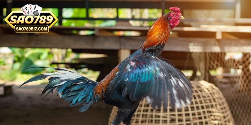 cach-cham-ga-da-thumb